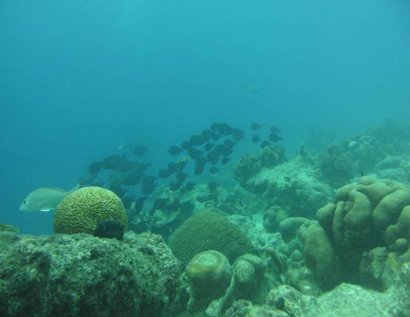 àgua bem limpa em mergulho em em Kralendijk, em Bonaire